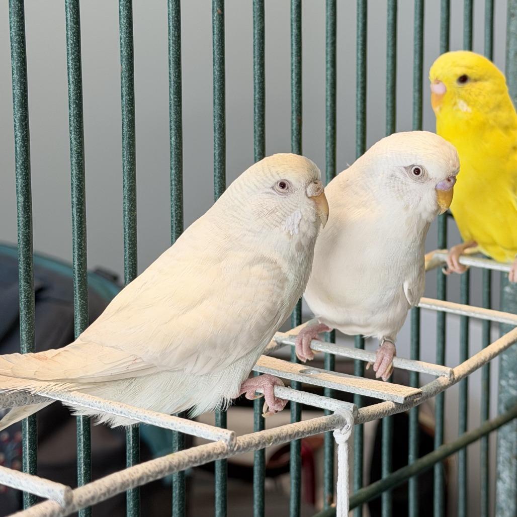 Enlarge Brussel Sprout *Bonded w/ Mr. Pickles*, a Adoptable Parakeet (Other) in Kennebunk, ME image 2/3
