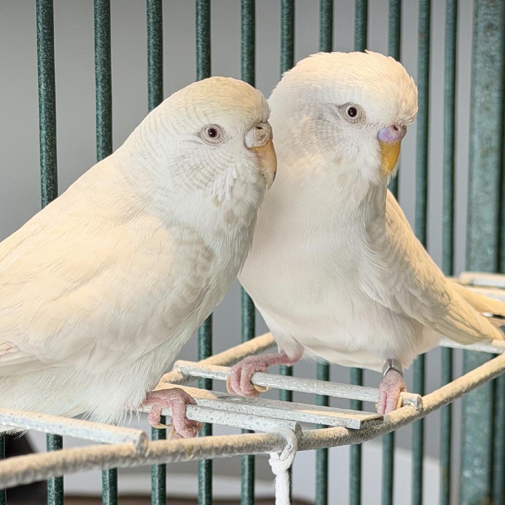 Enlarge Brussel Sprout *Bonded w/ Mr. Pickles*, a Adoptable Parakeet (Other) in Kennebunk, ME image 3/3