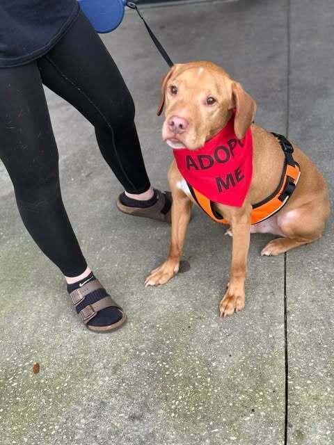 Titan, Adoptable, Adult Male Cocker Spaniel & Boxer.