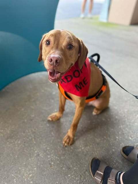Enlarge Titan, a Adoptable mixed breed in Milton, FL image 2/5