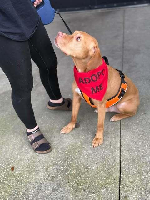 Enlarge Titan, a Adoptable mixed breed in Milton, FL image 3/5