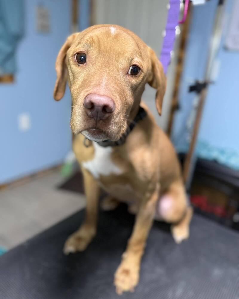 Enlarge Titan, a Adoptable mixed breed in Milton, FL image 4/5