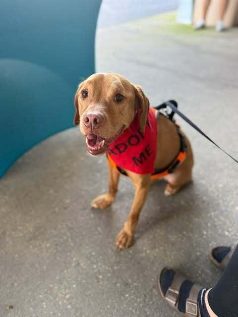Enlarge Titan, a Adoptable mixed breed in Milton, FL image 5/5