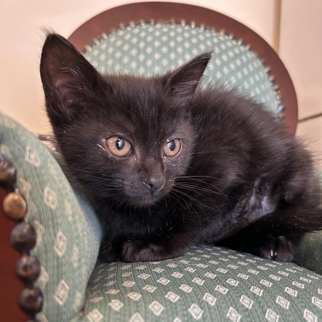 Parsnip, Adoptable, Kitten Female Domestic Short Hair.