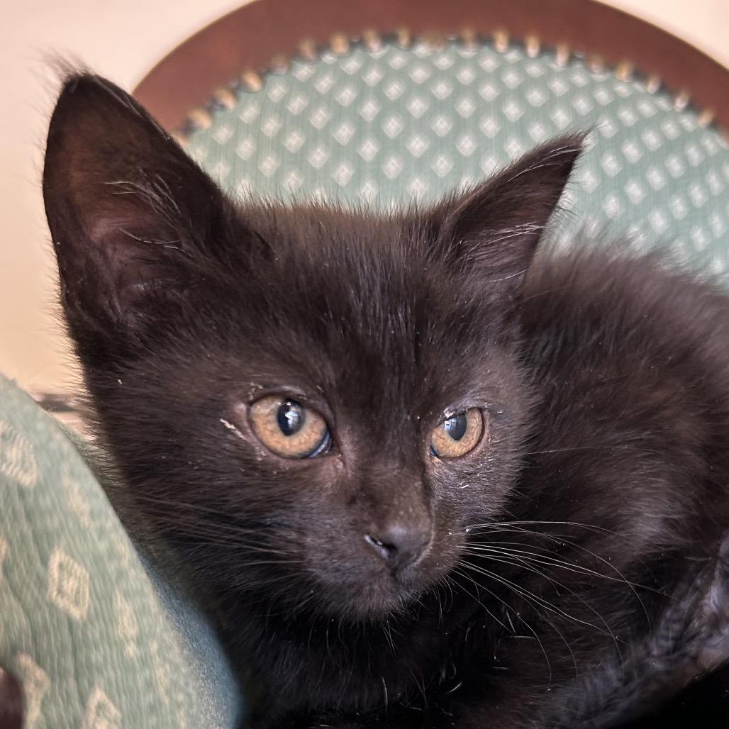 Enlarge Parsnip, a Adoptable Domestic Short Hair in Park City, UT image 2/2