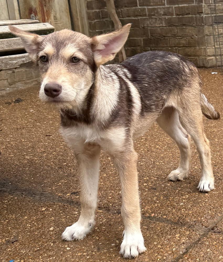 Aja, a Adoptable mixed breed in Lancaster, PA image 1/6