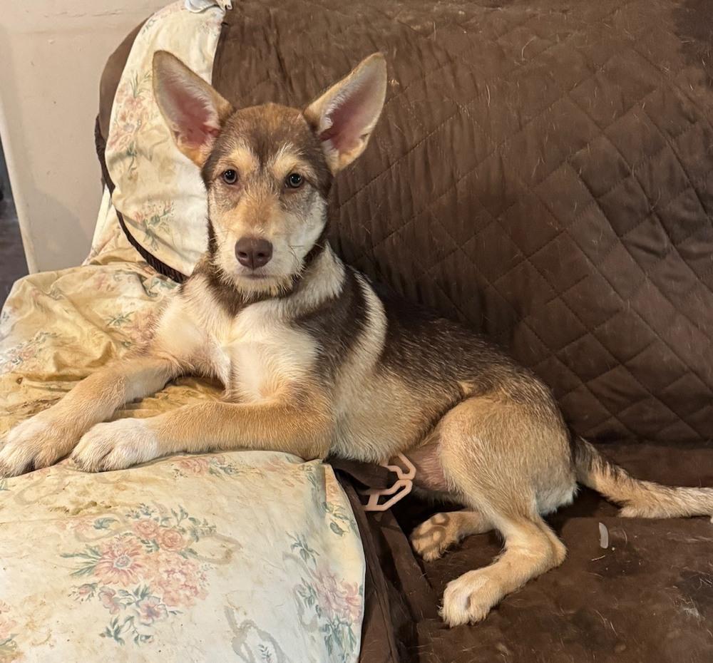 Aja, a Adoptable mixed breed in Lancaster, PA image 2/6
