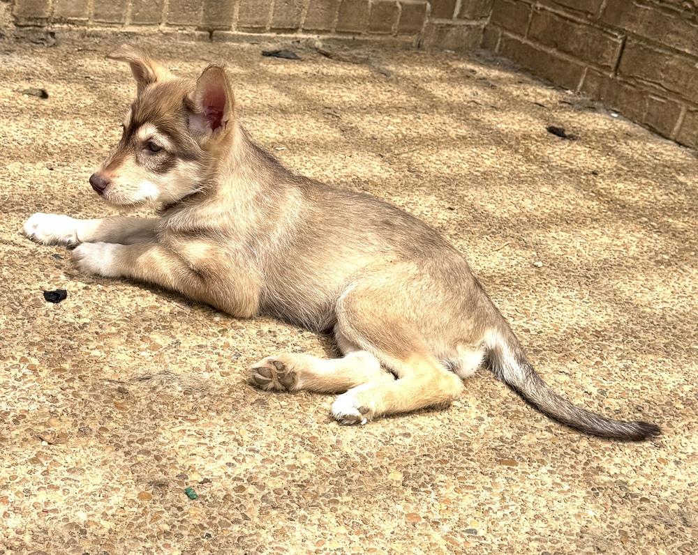 Aja, Adoptable, Puppy Female Husky & Shepherd.