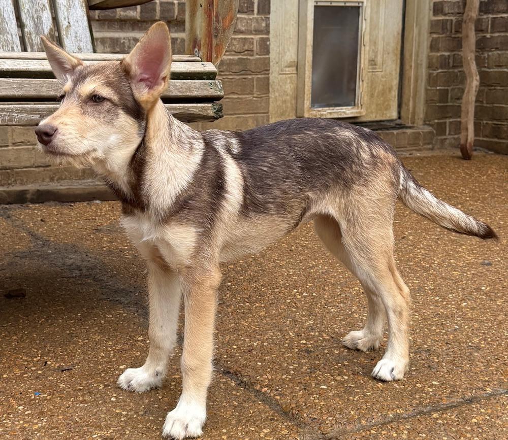 Aja, a Adoptable mixed breed in Lancaster, PA image 3/6