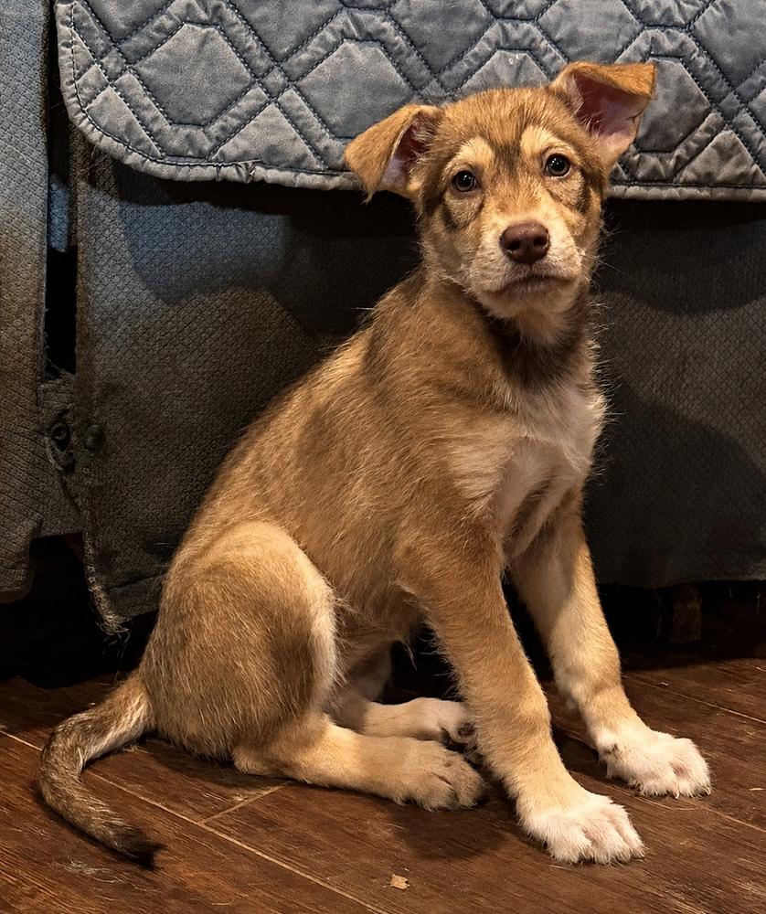 Aja, a Adoptable mixed breed in Lancaster, PA image 4/6