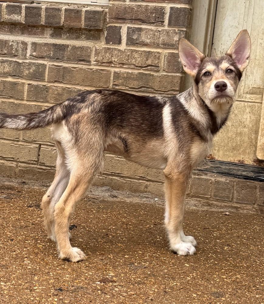 Aja, a Adoptable mixed breed in Lancaster, PA image 5/6