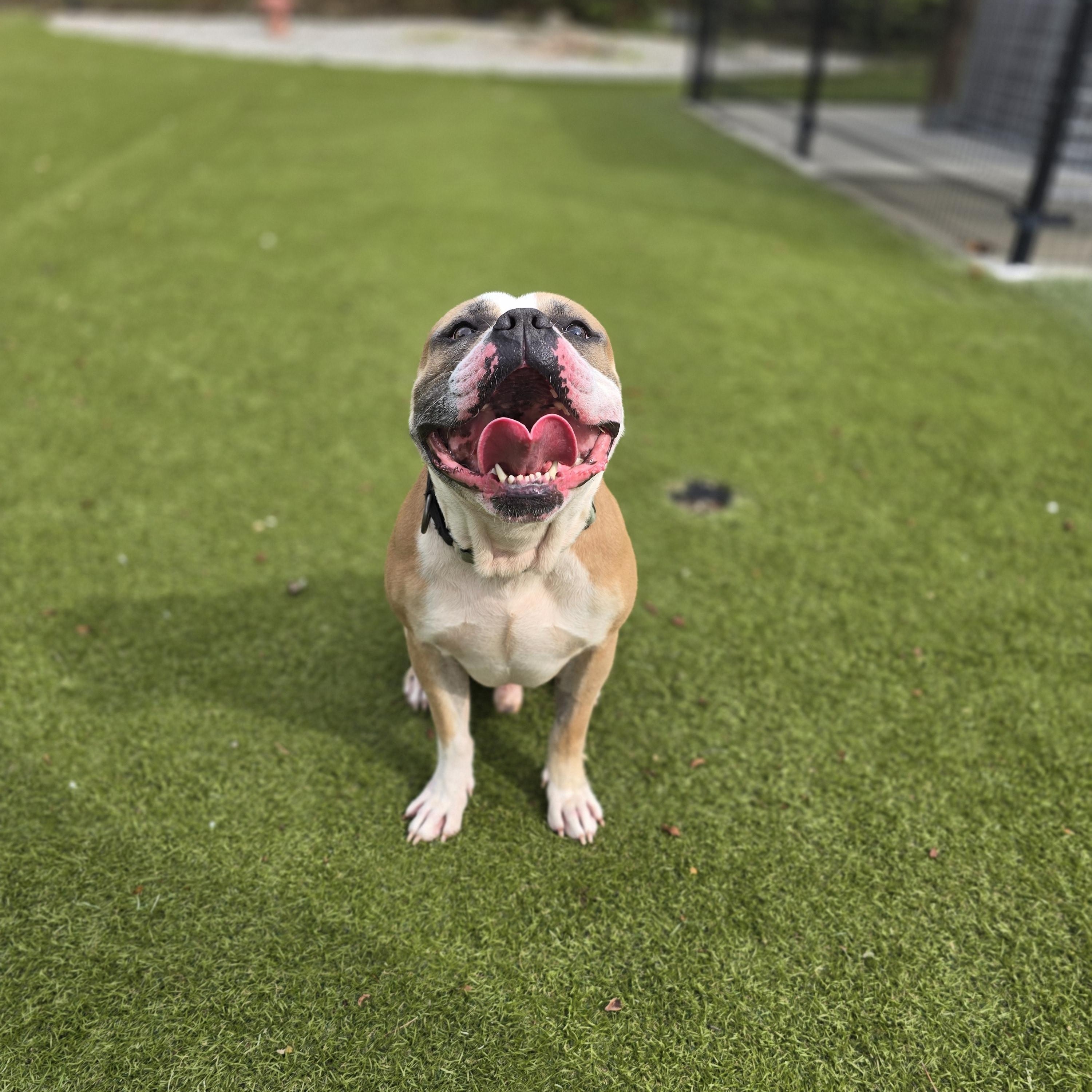 Johnny Cash, Adoptable, Adult Male American Bully.