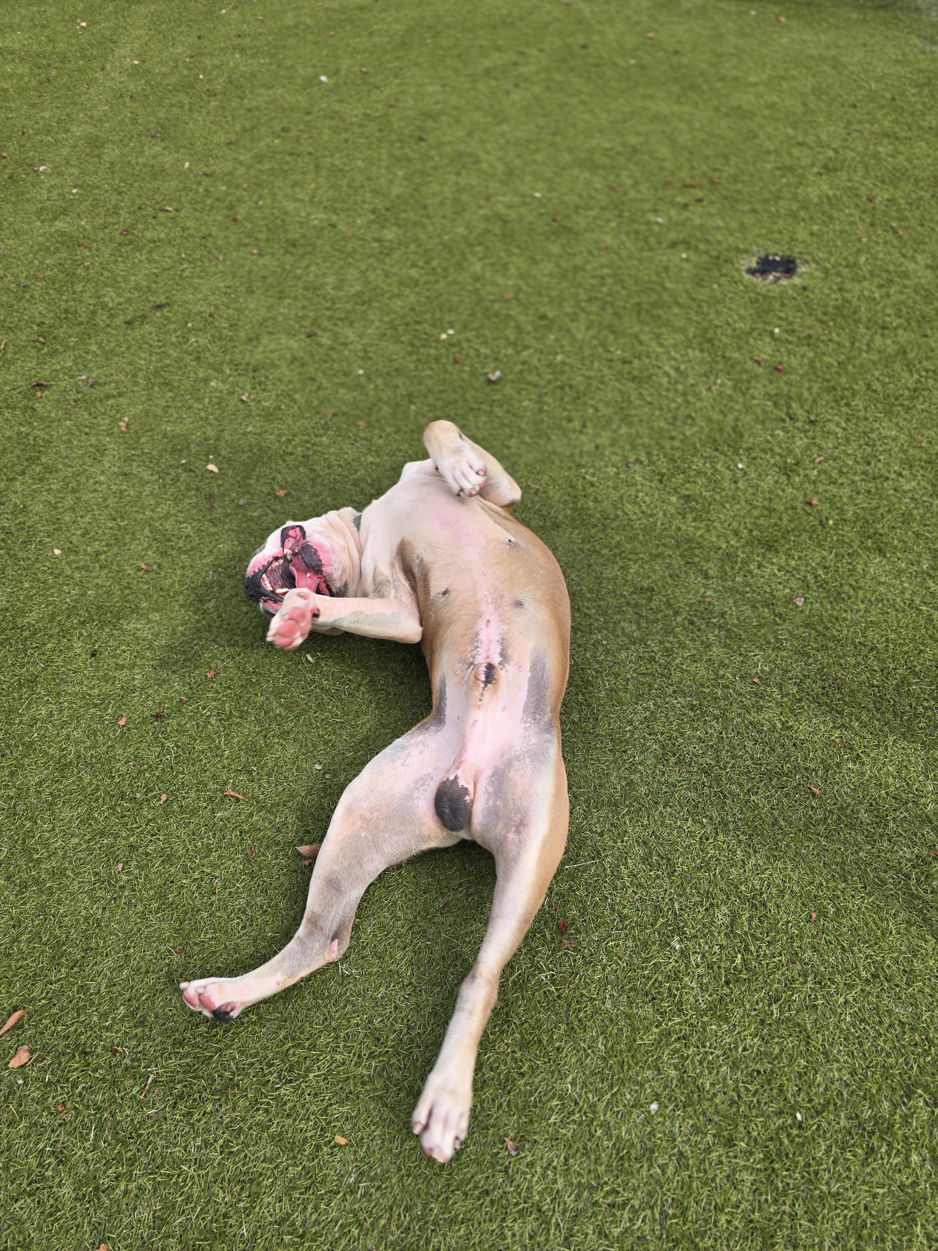 Enlarge Johnny Cash, a Adoptable mixed breed in Bristol, RI image 2/4