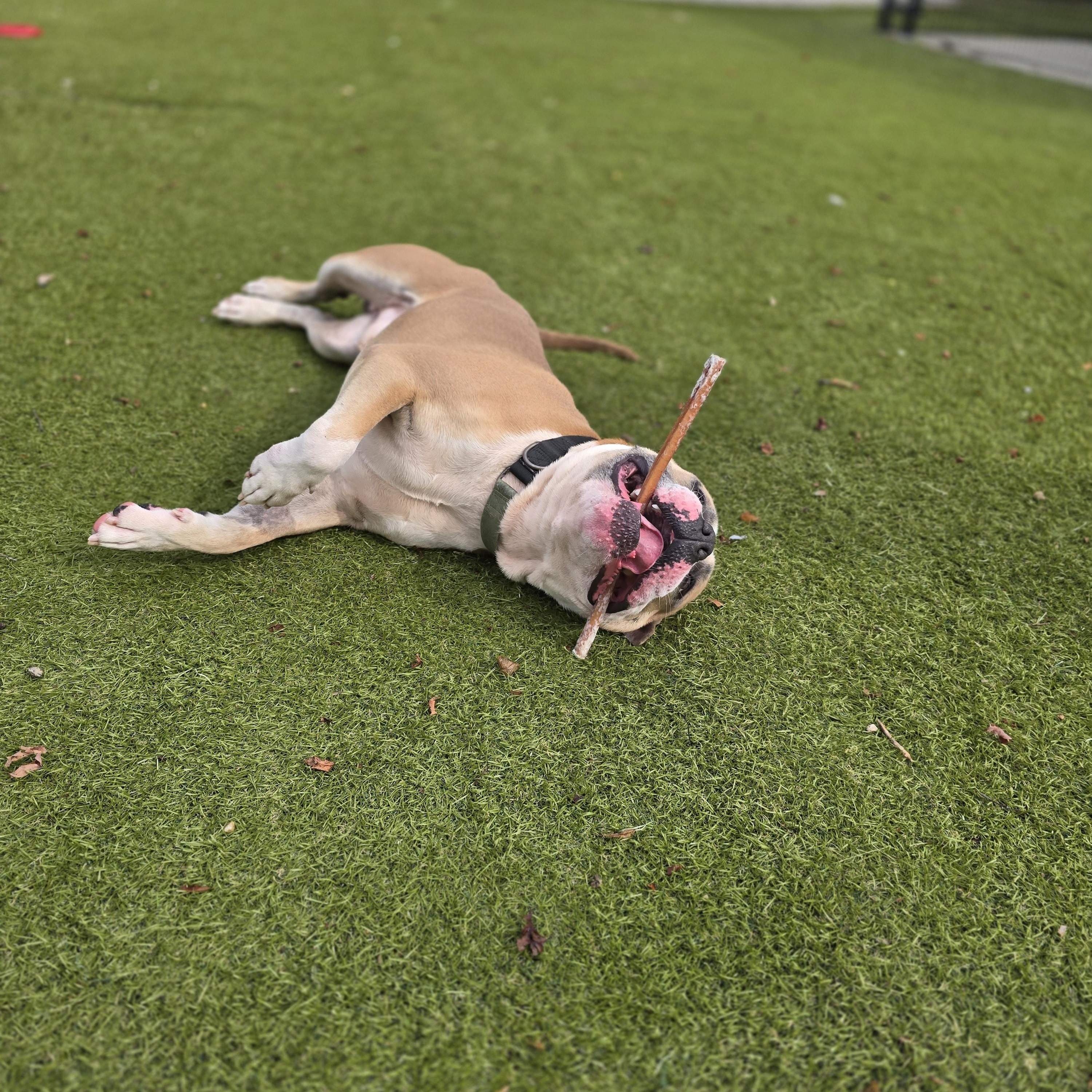 Enlarge Johnny Cash, a Adoptable mixed breed in Bristol, RI image 3/4