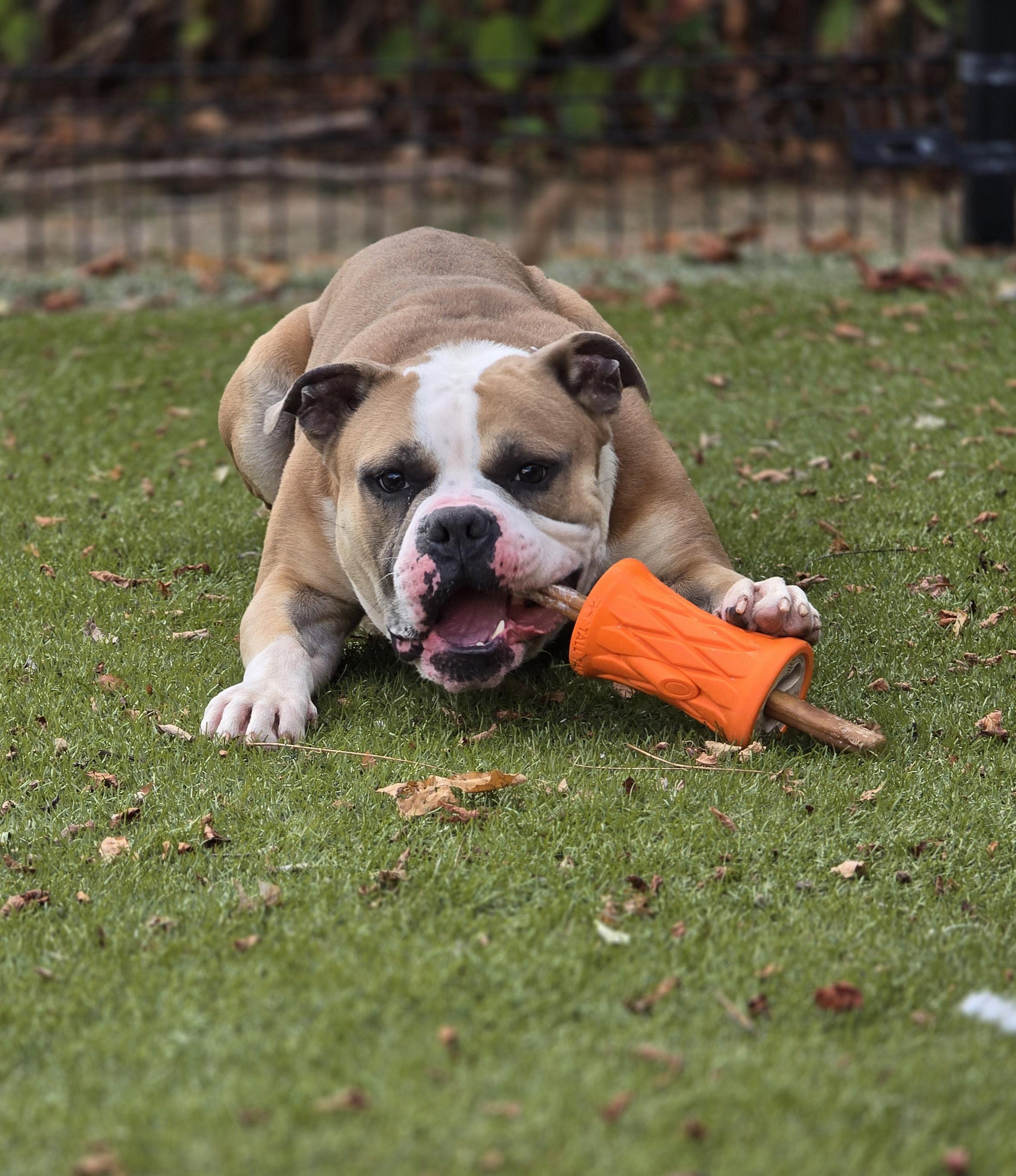 Enlarge Johnny Cash, a Adoptable mixed breed in Bristol, RI image 4/4