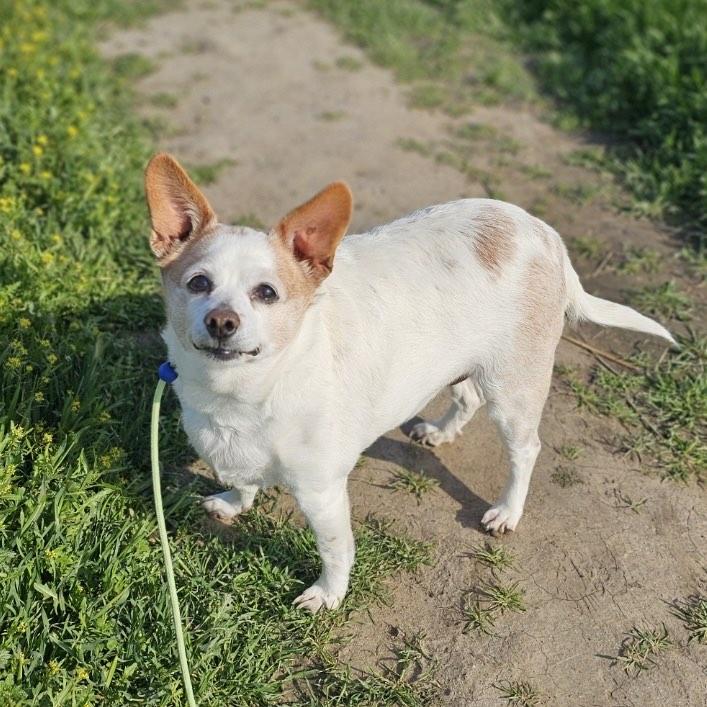 Billie, Senior Female Chihuahua