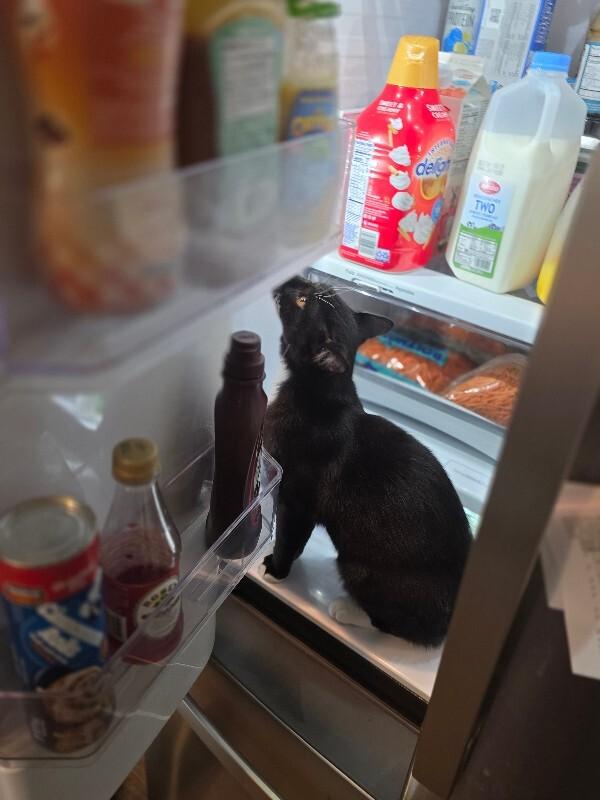 Smile, a Adoptable Domestic Short Hair in Kennewick, WA image 1/6