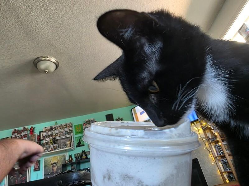 Smile, a Adoptable Domestic Short Hair in Kennewick, WA image 2/6