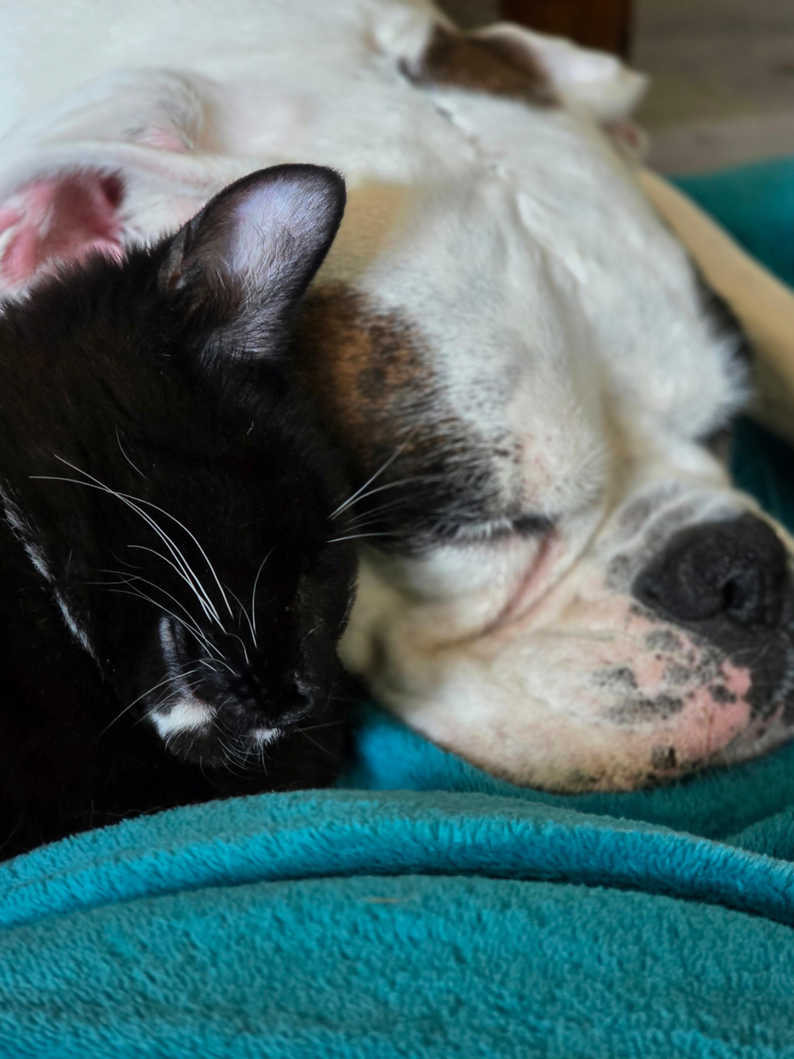 Smile, a Adoptable Domestic Short Hair in Kennewick, WA image 3/6