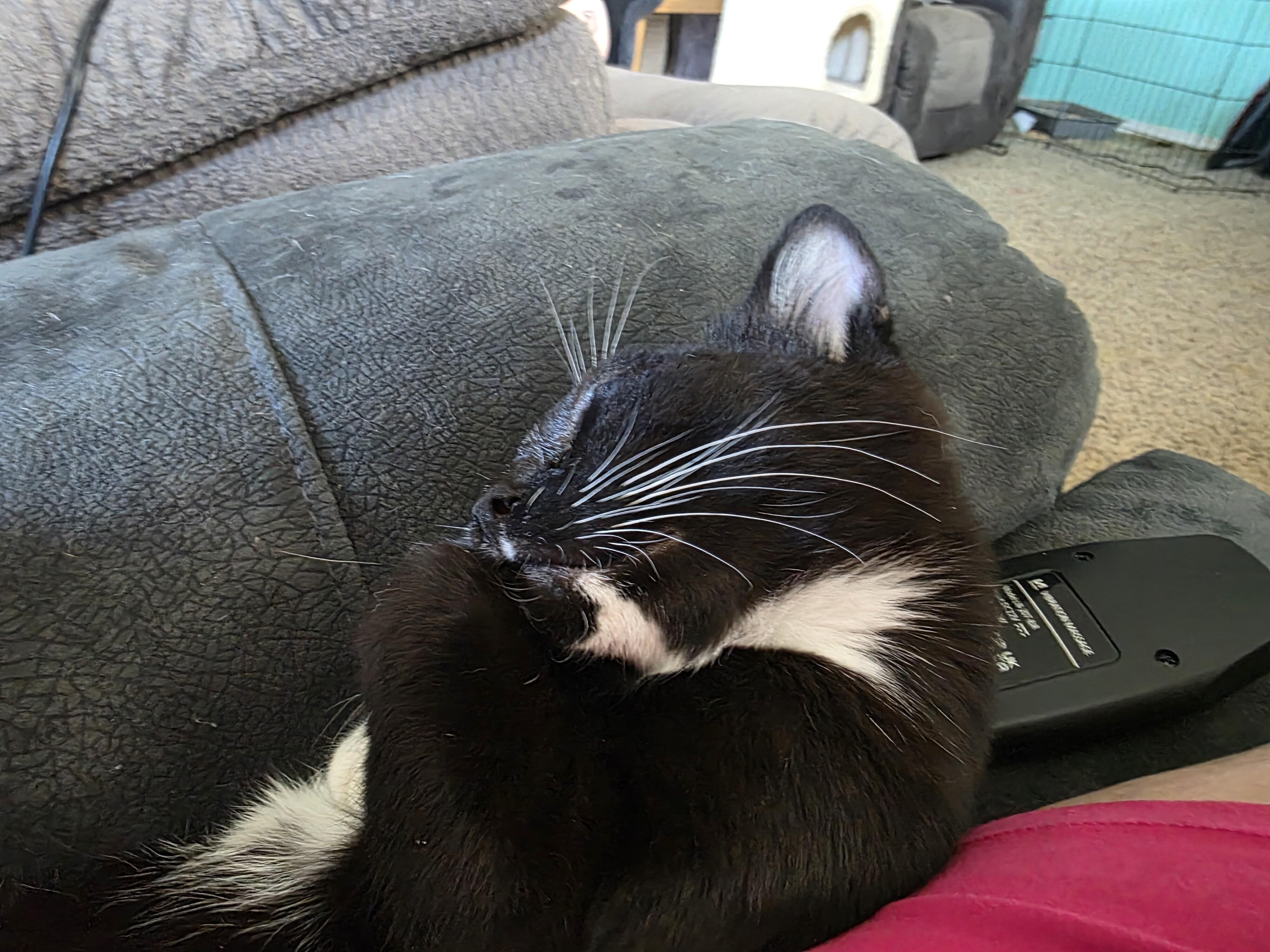 Smile, a Adoptable Domestic Short Hair in Kennewick, WA image 4/6