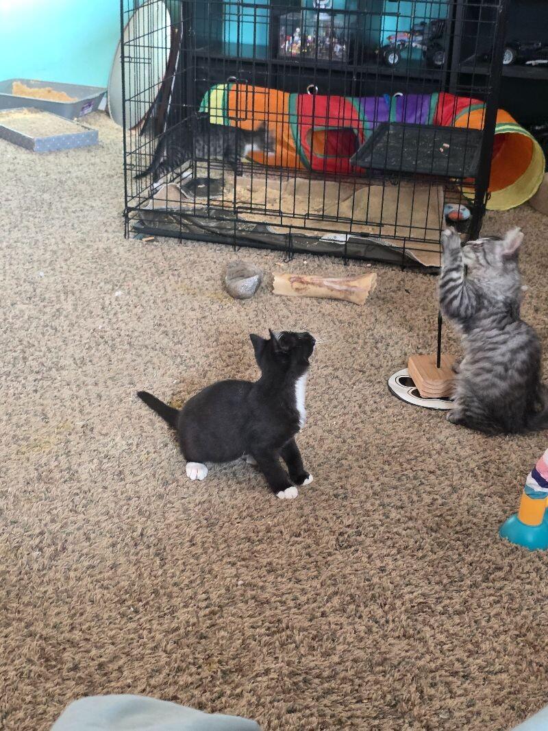 Smile, a Adoptable Domestic Short Hair in Kennewick, WA image 5/6