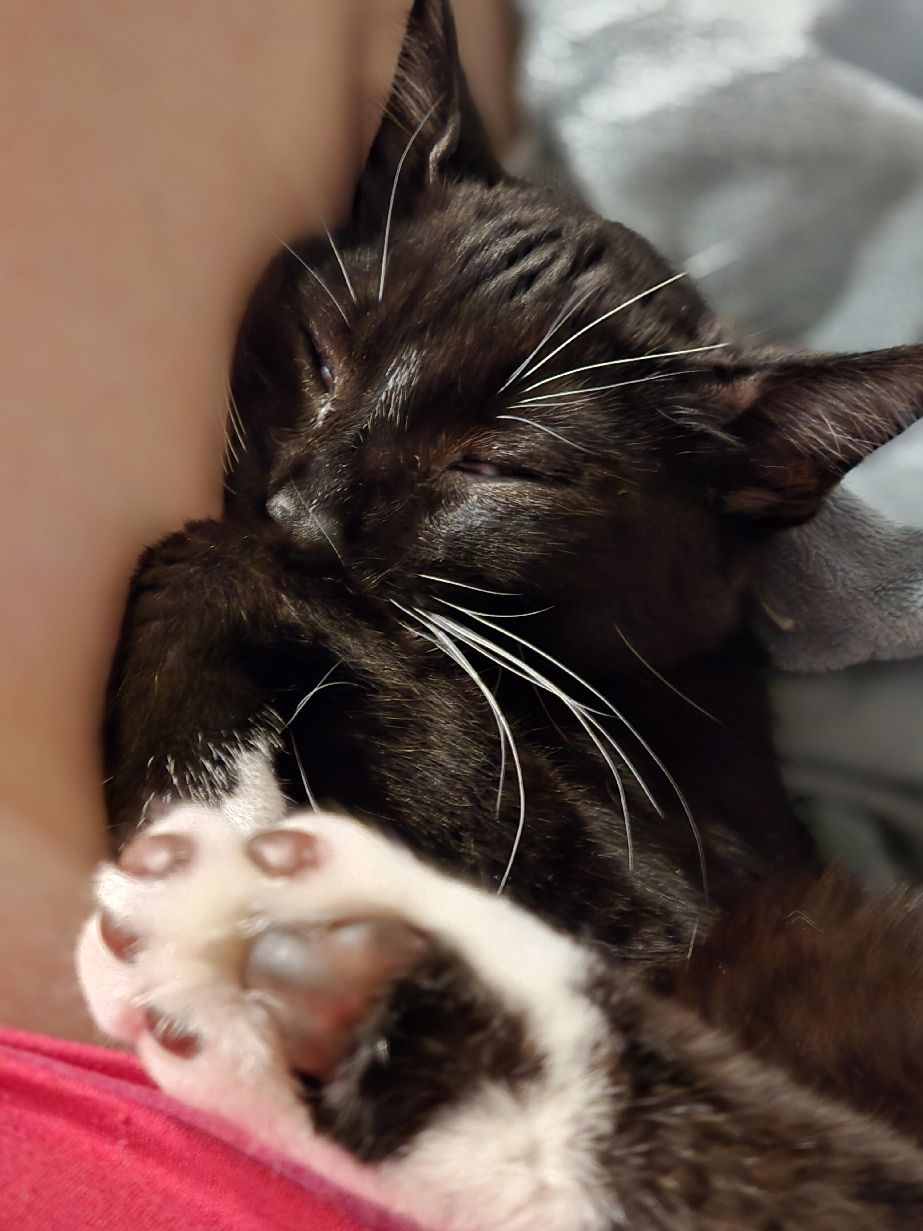 Smile, a Adoptable Domestic Short Hair in Kennewick, WA image 6/6