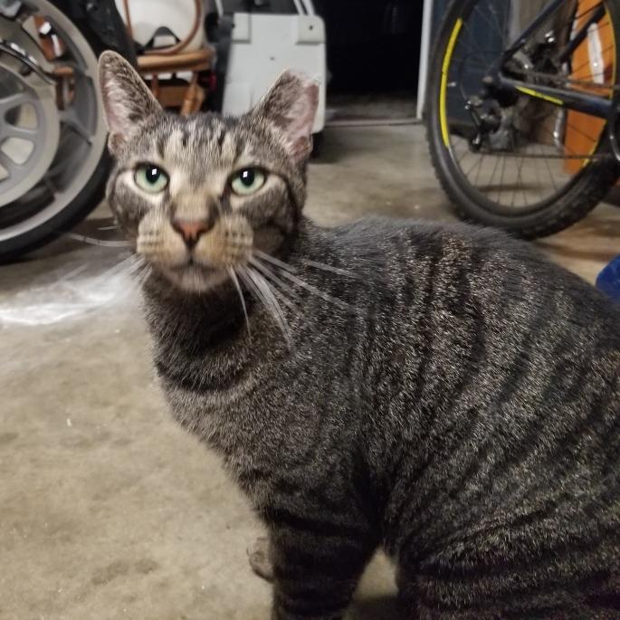 Lyric, Adoptable, Adult Male Domestic Short Hair.