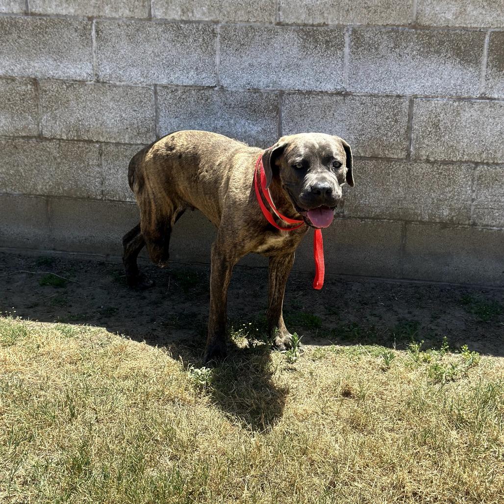 Ilean, Adoptable, Adult Female Cane Corso.
