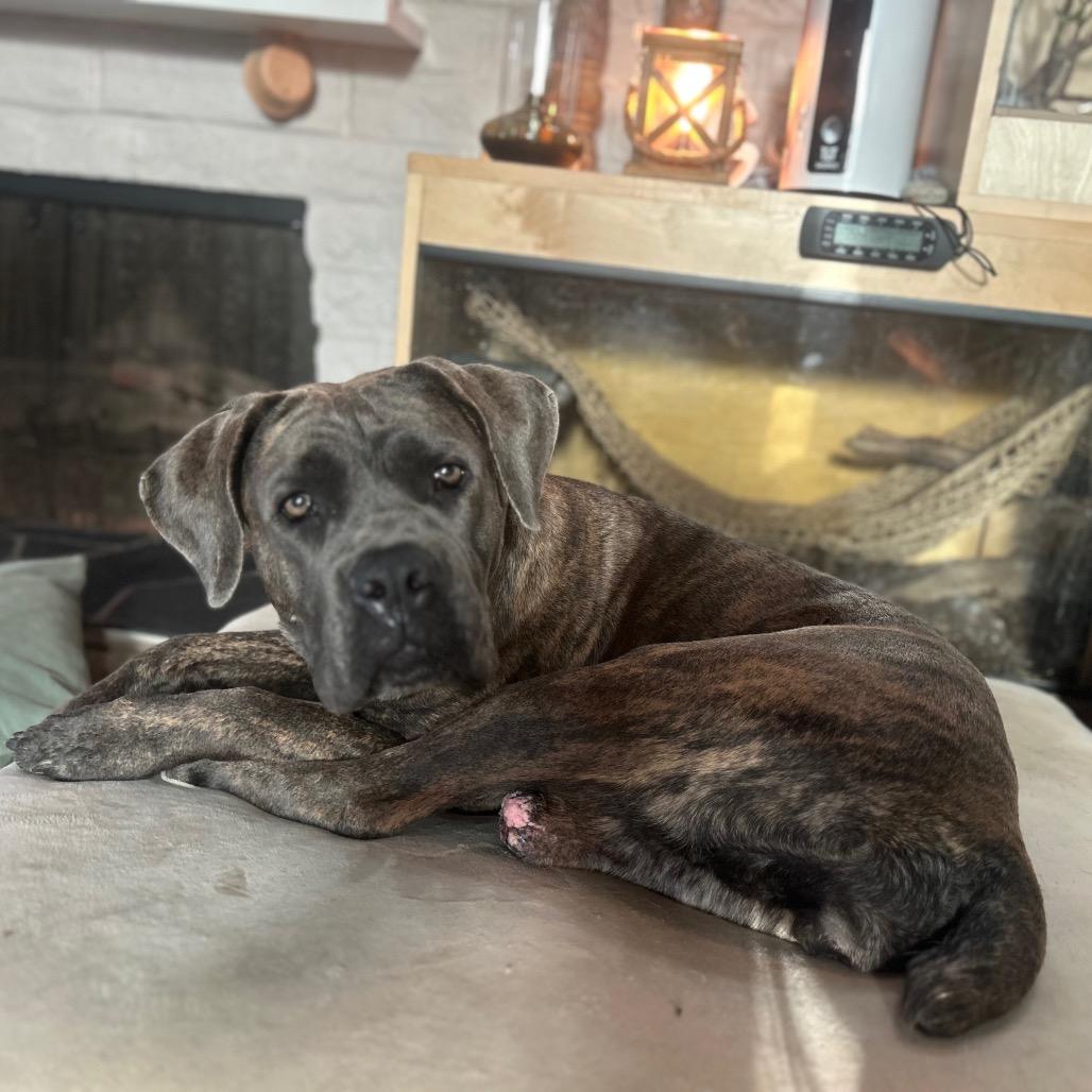 Ilean, a Adoptable Cane Corso in Long Beach, CA image 2/5