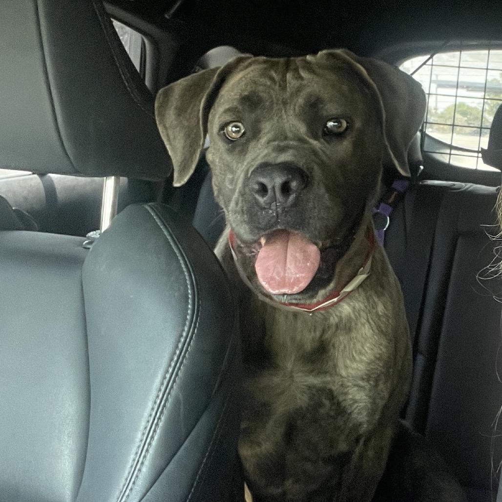 Ilean, a Adoptable Cane Corso in Long Beach, CA image 4/5