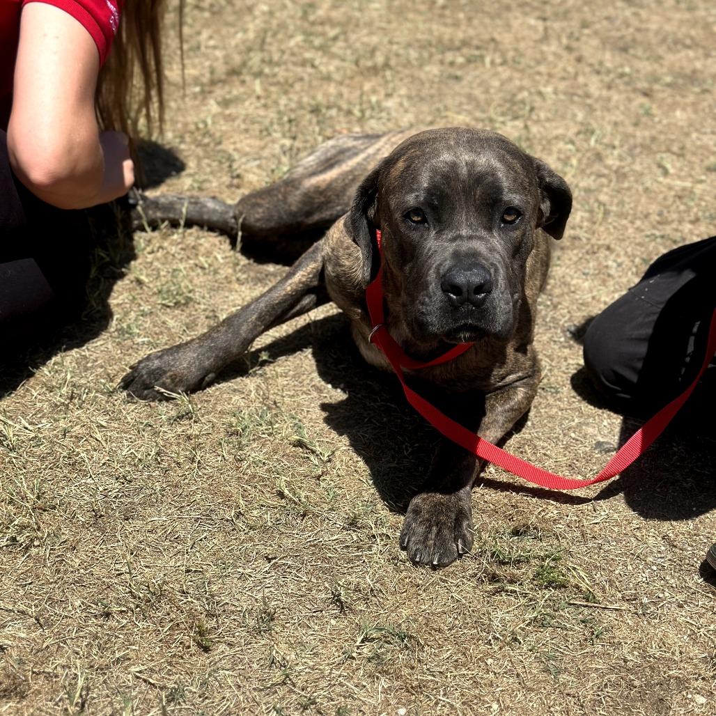 Ilean, a Adoptable Cane Corso in Long Beach, CA image 5/5
