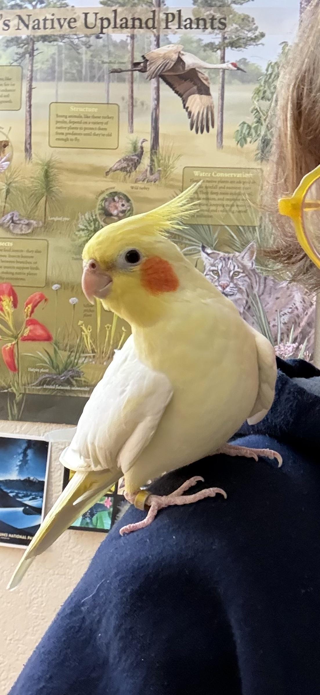 Nanners, a Adoptable Cockatiel in Iverness, FL image 2/2