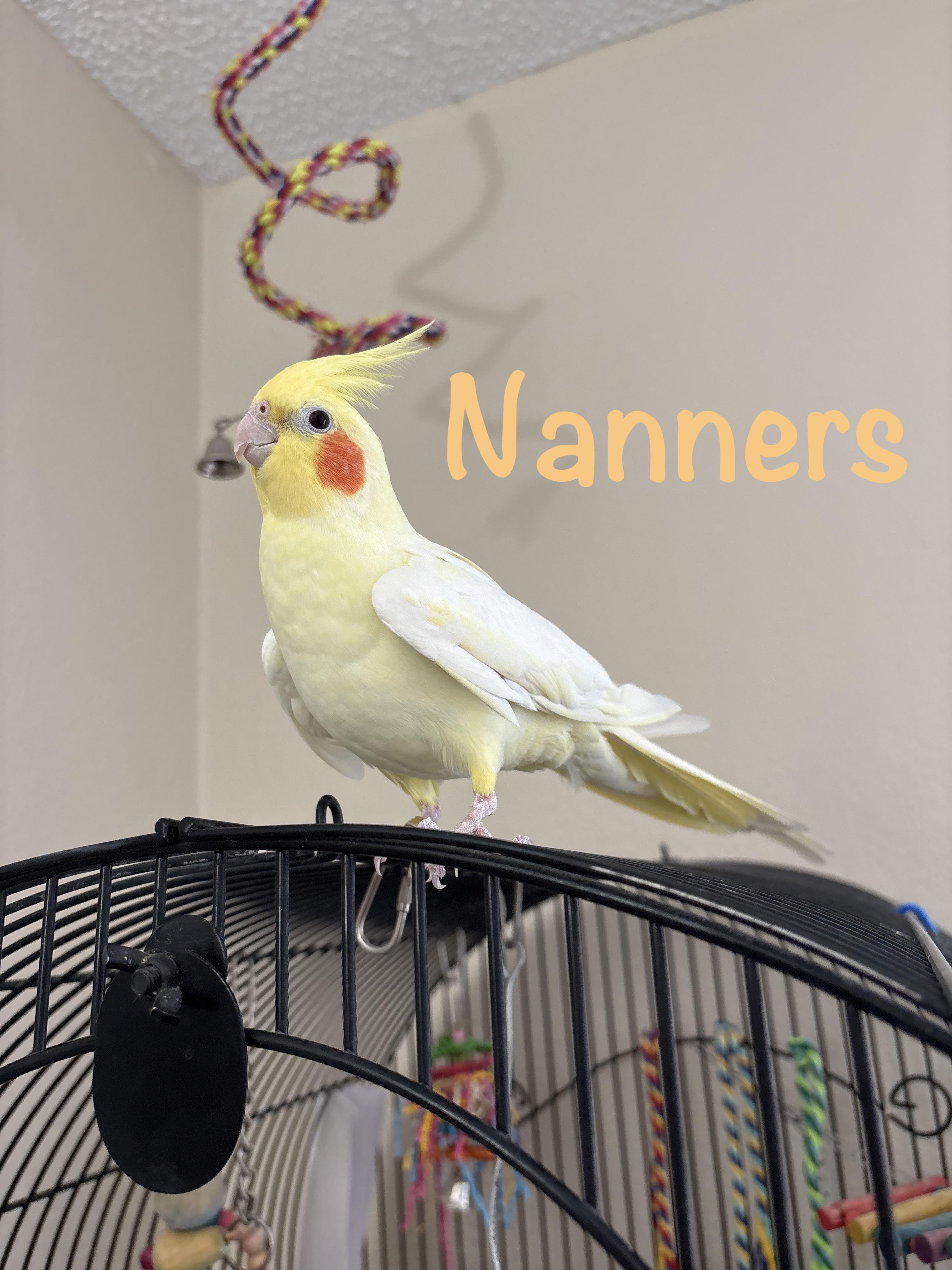 Nanners, Adoptable, Adult Female Cockatiel.