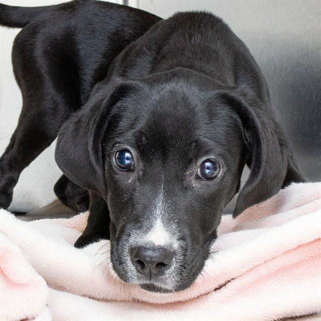 Enlarge HOLLY, a Adoptable mixed breed in Saint Louis, MO image 1/1