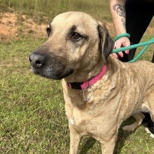 Enlarge Sasha, a Adoptable mixed breed in Danbury, CT image 4/6