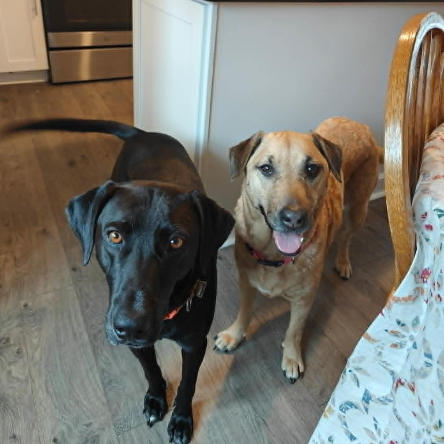 Enlarge Sasha, a Adoptable mixed breed in Danbury, CT image 3/6