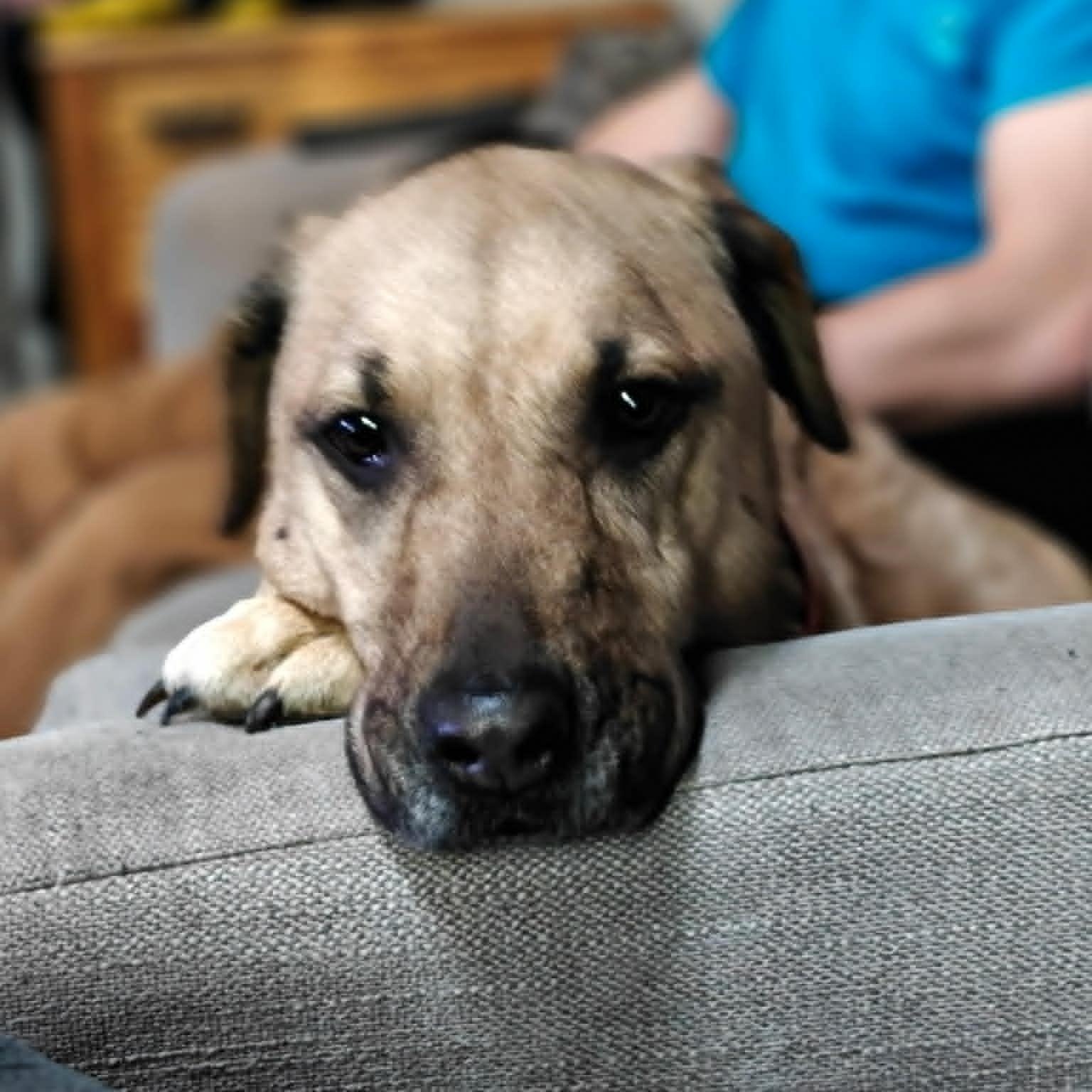 Enlarge Sasha, a Adoptable mixed breed in Danbury, CT image 6/6