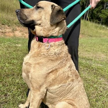 Enlarge Sasha, a Adoptable mixed breed in Danbury, CT image 5/6