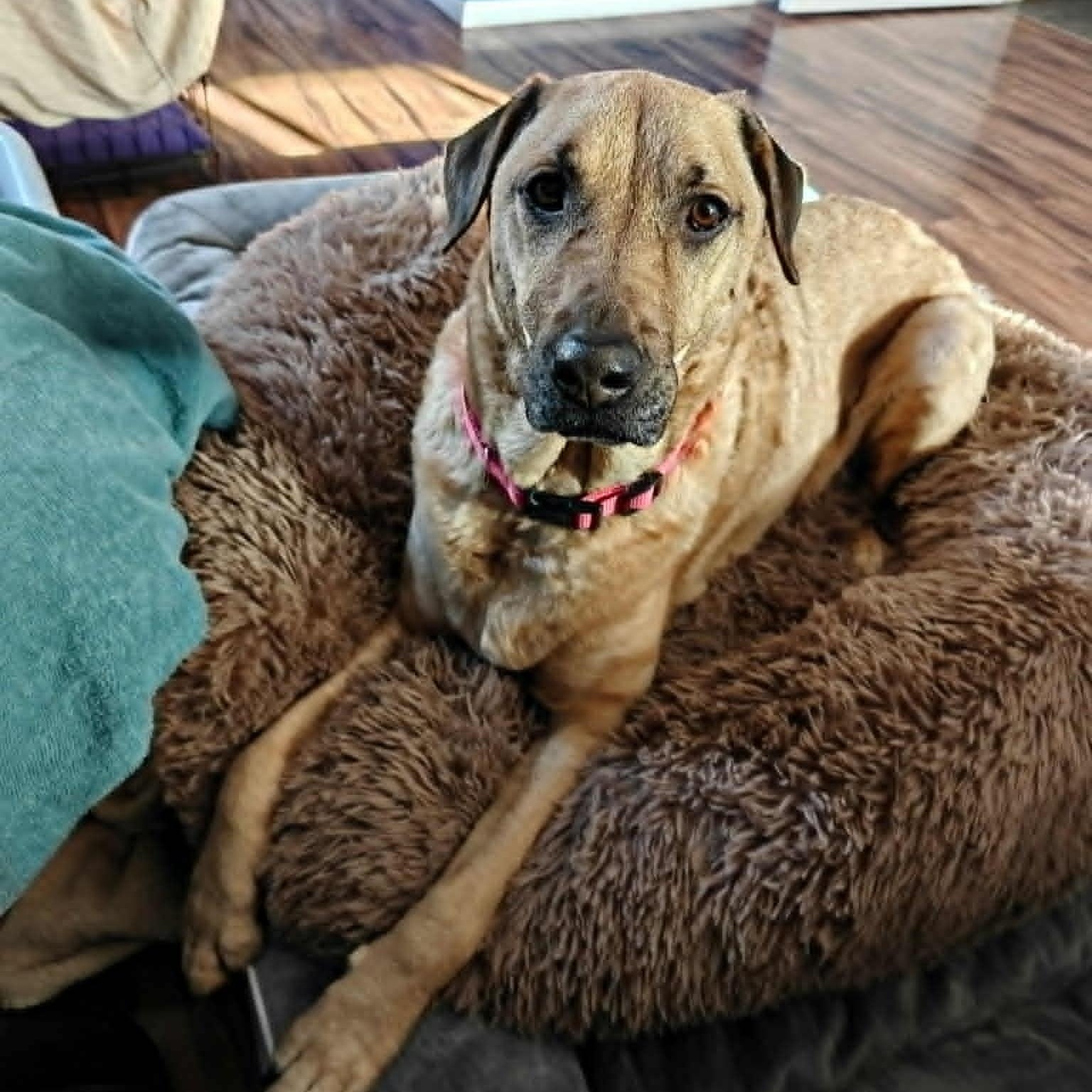 Enlarge Sasha, a Adoptable mixed breed in Danbury, CT image 1/6