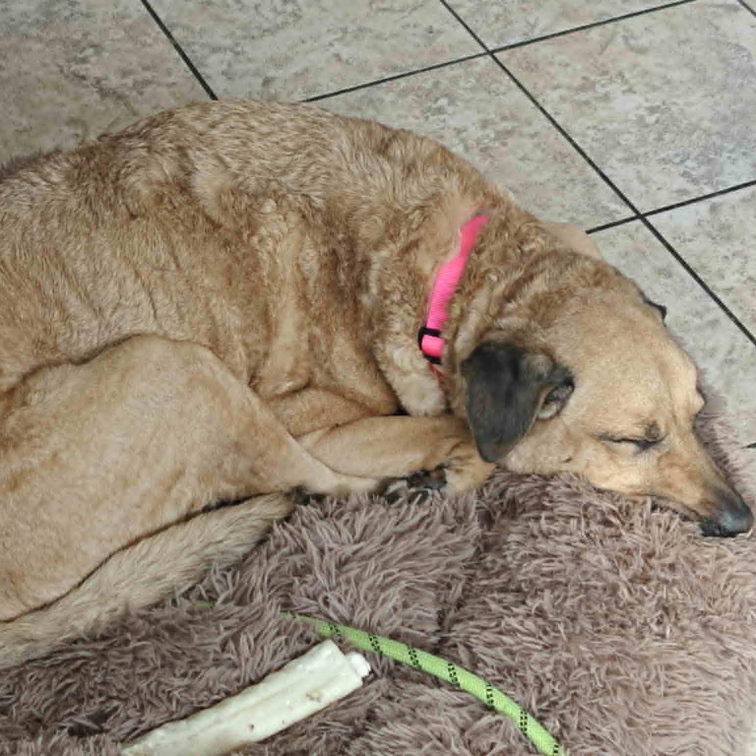 Enlarge Sasha, a Adoptable mixed breed in Danbury, CT image 2/6