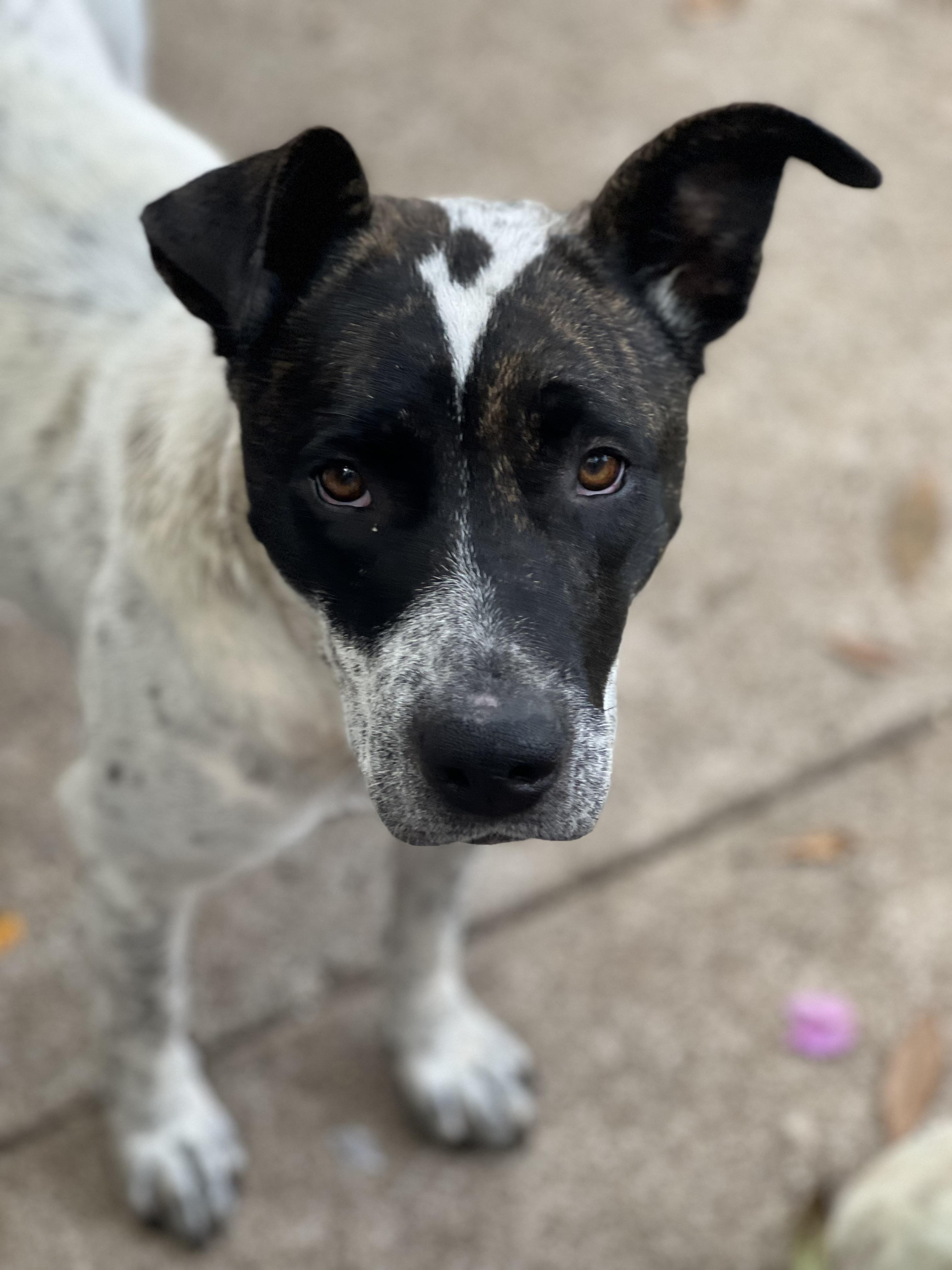 Journey- foster or adopt, Adoptable, Young Female Australian Cattle Dog / Blue Heeler & American Bulldog.