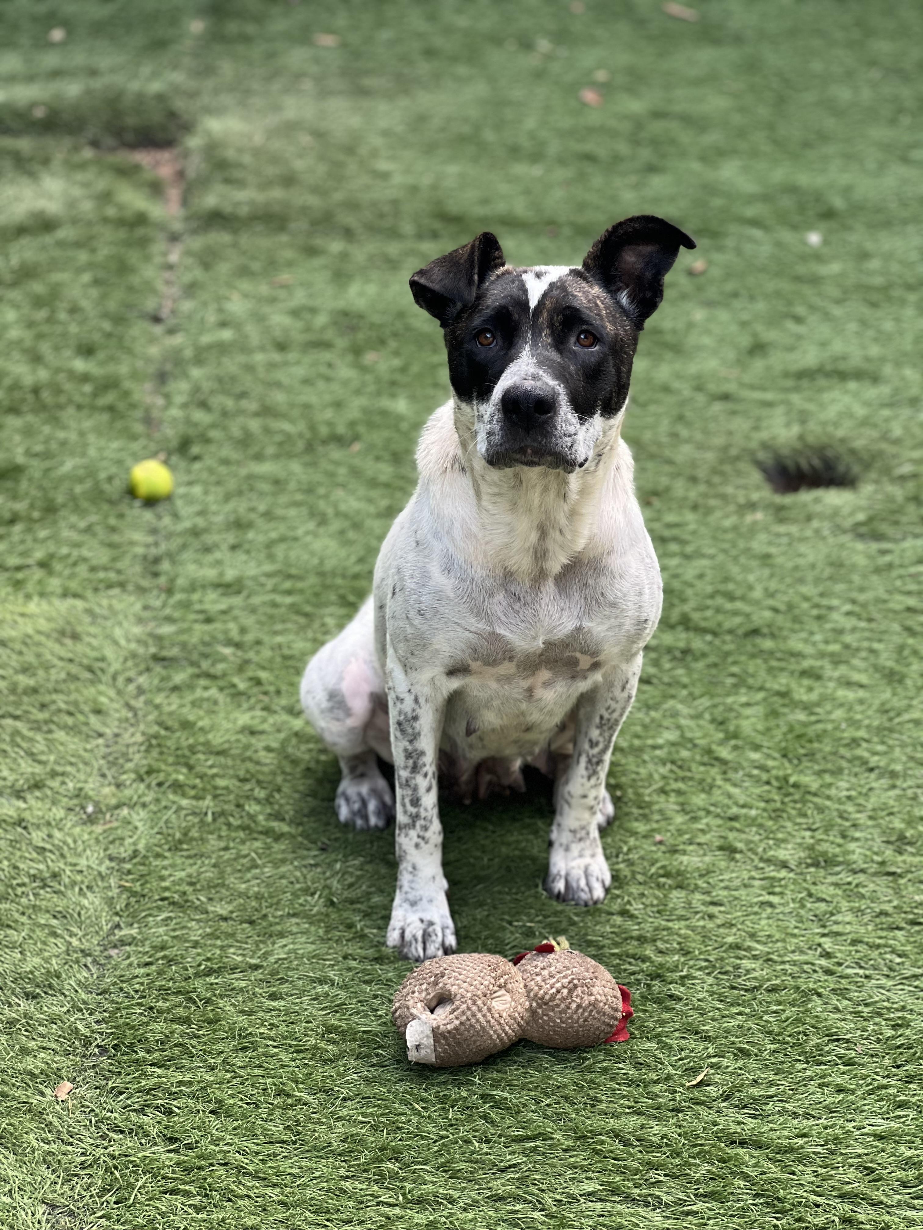 Journey- foster or adopt, a Adoptable mixed breed in Wilsonville, OR image 2/3