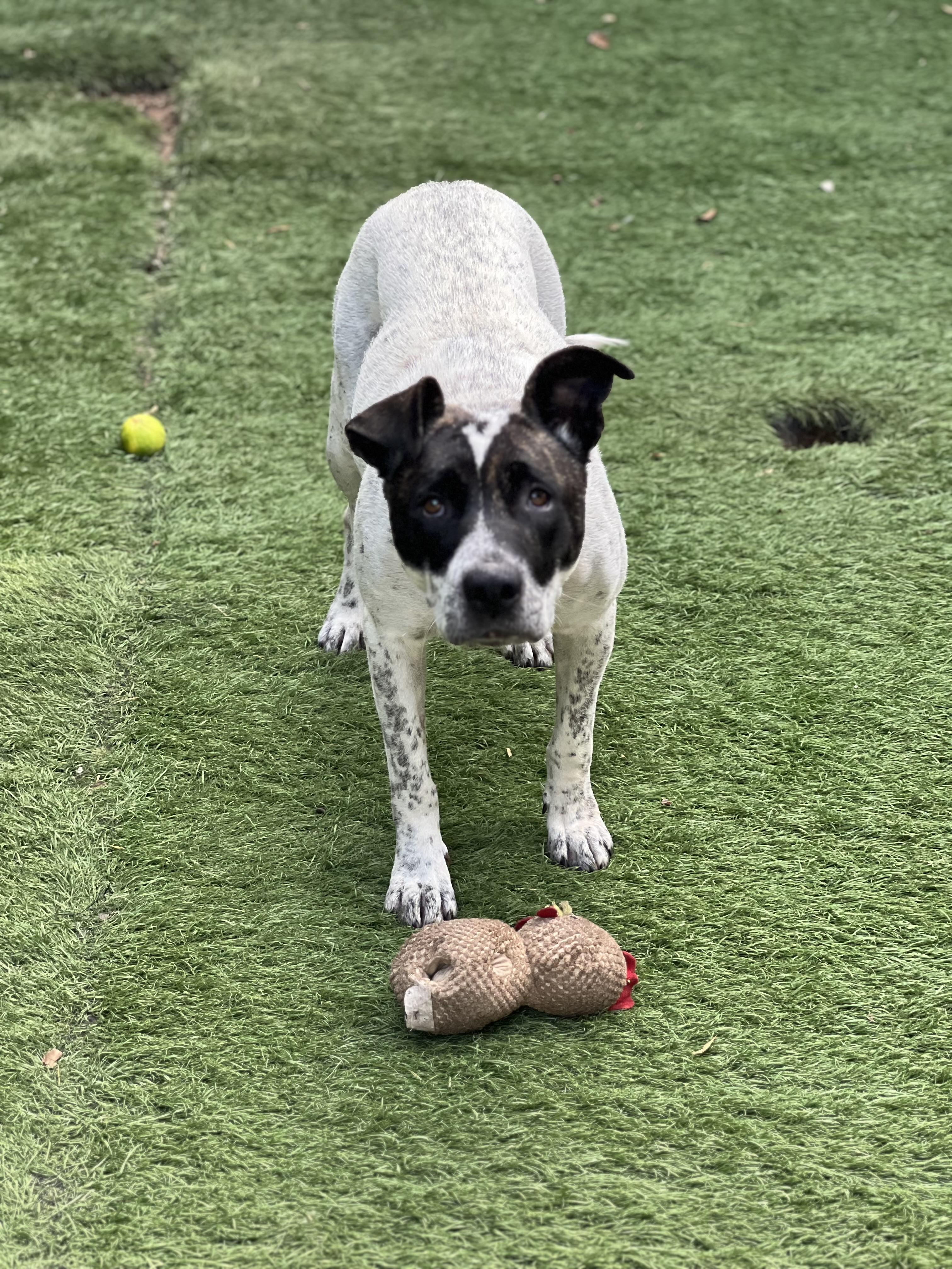 Journey- foster or adopt, a Adoptable mixed breed in Wilsonville, OR image 3/3