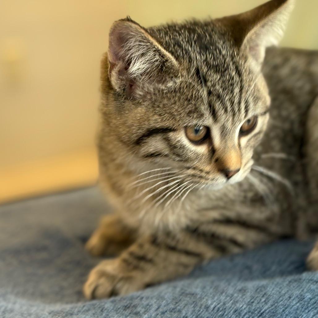 Enlarge Mr. T, an adopted Domestic Short Hair in Blackfoot, ID image 1/1