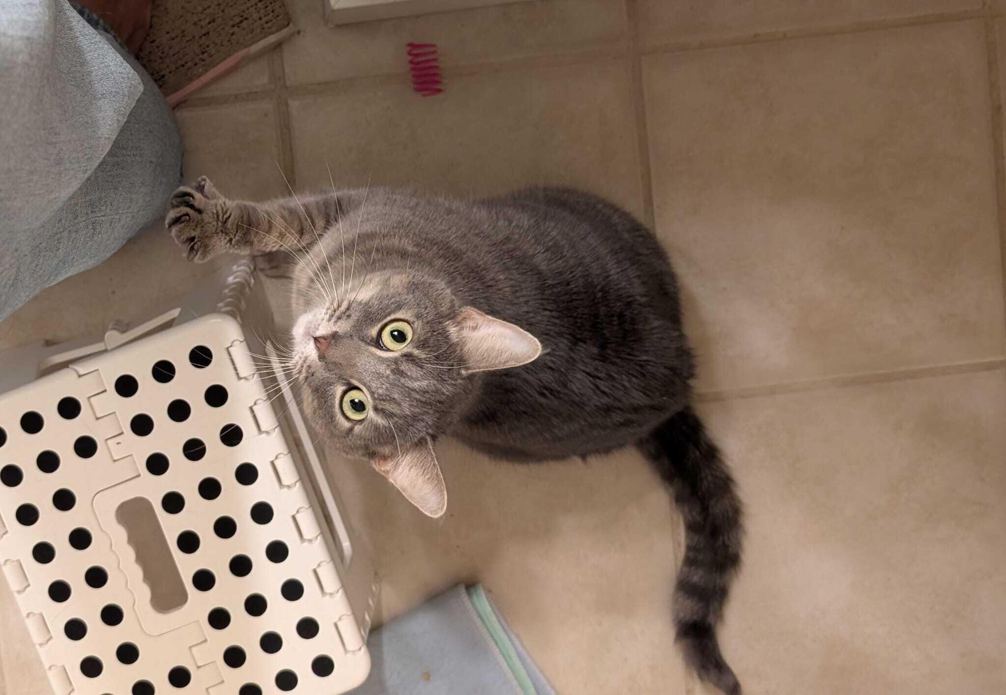 Coquette, a ADOPTABLE Domestic Short Hair in Seattle, WA image 2/6