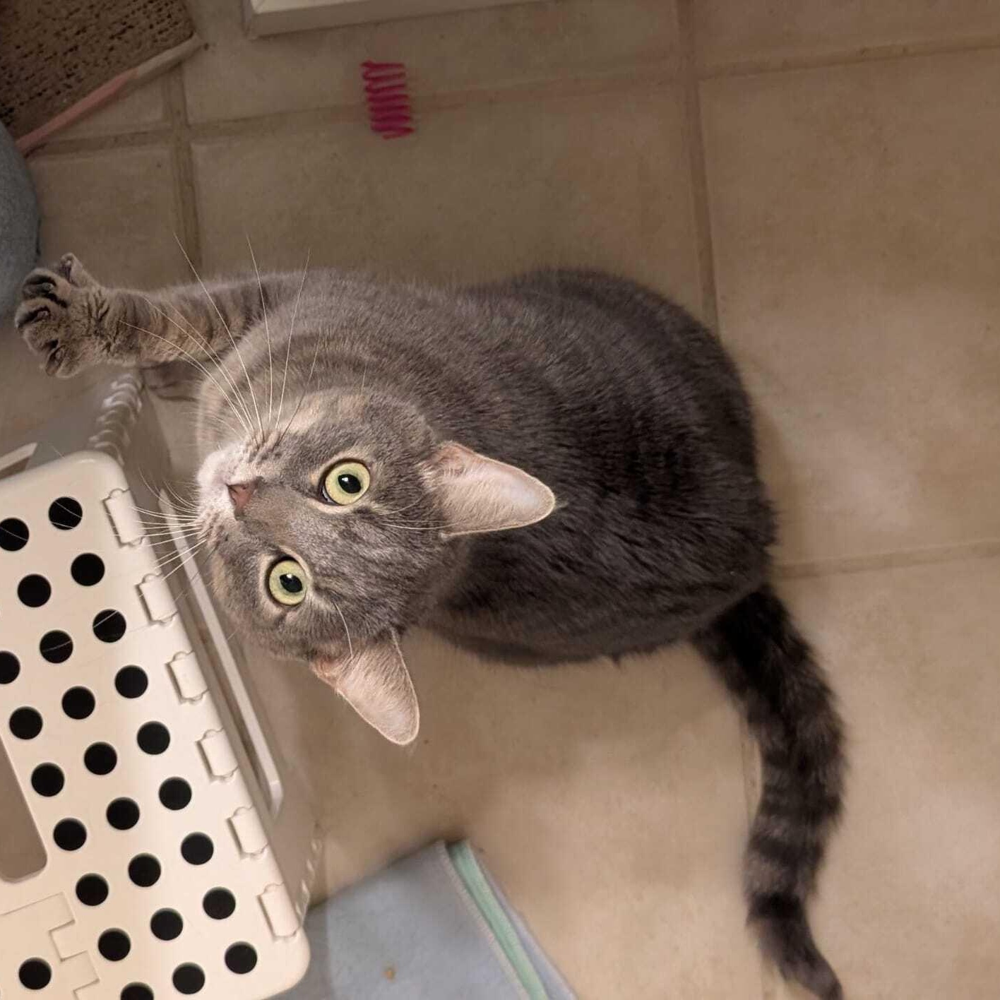 Enlarge Coquette, an adoptable Domestic Short Hair in Seattle, WA image 3/6