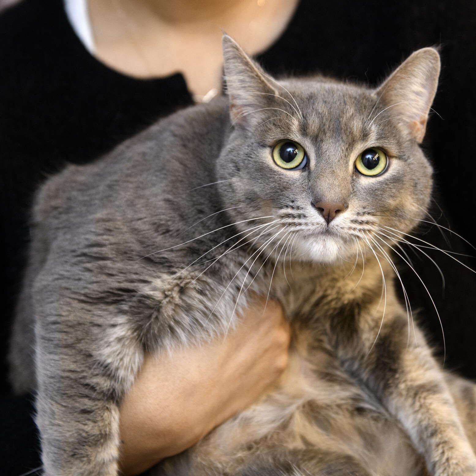 Enlarge Coquette, an adoptable Domestic Short Hair in Seattle, WA image 1/6