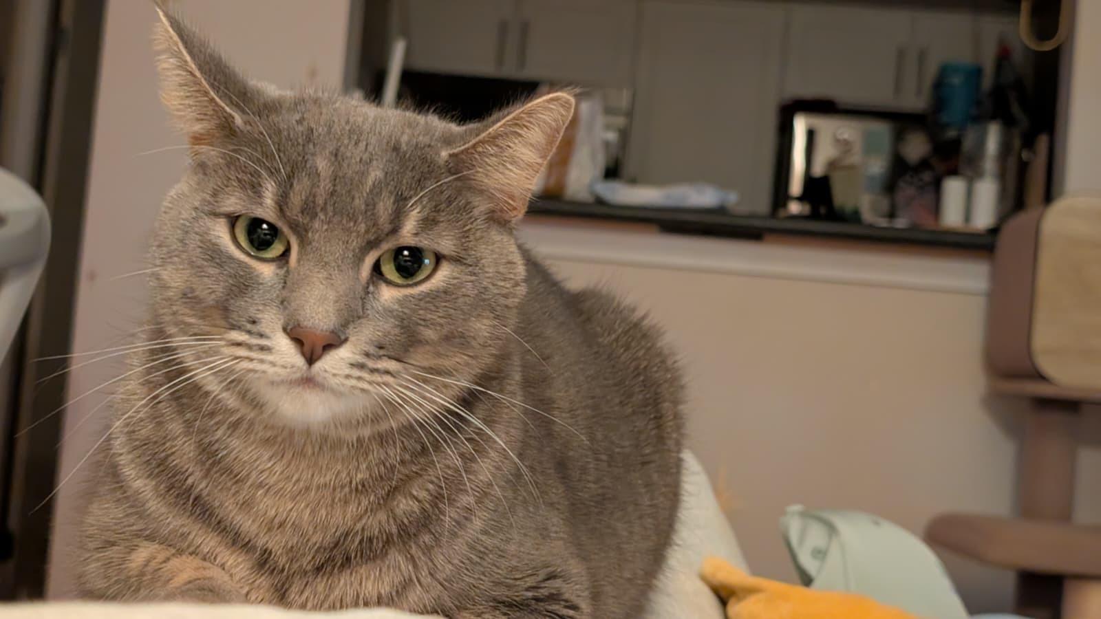 Coquette, a ADOPTABLE Domestic Short Hair in Seattle, WA image 3/6