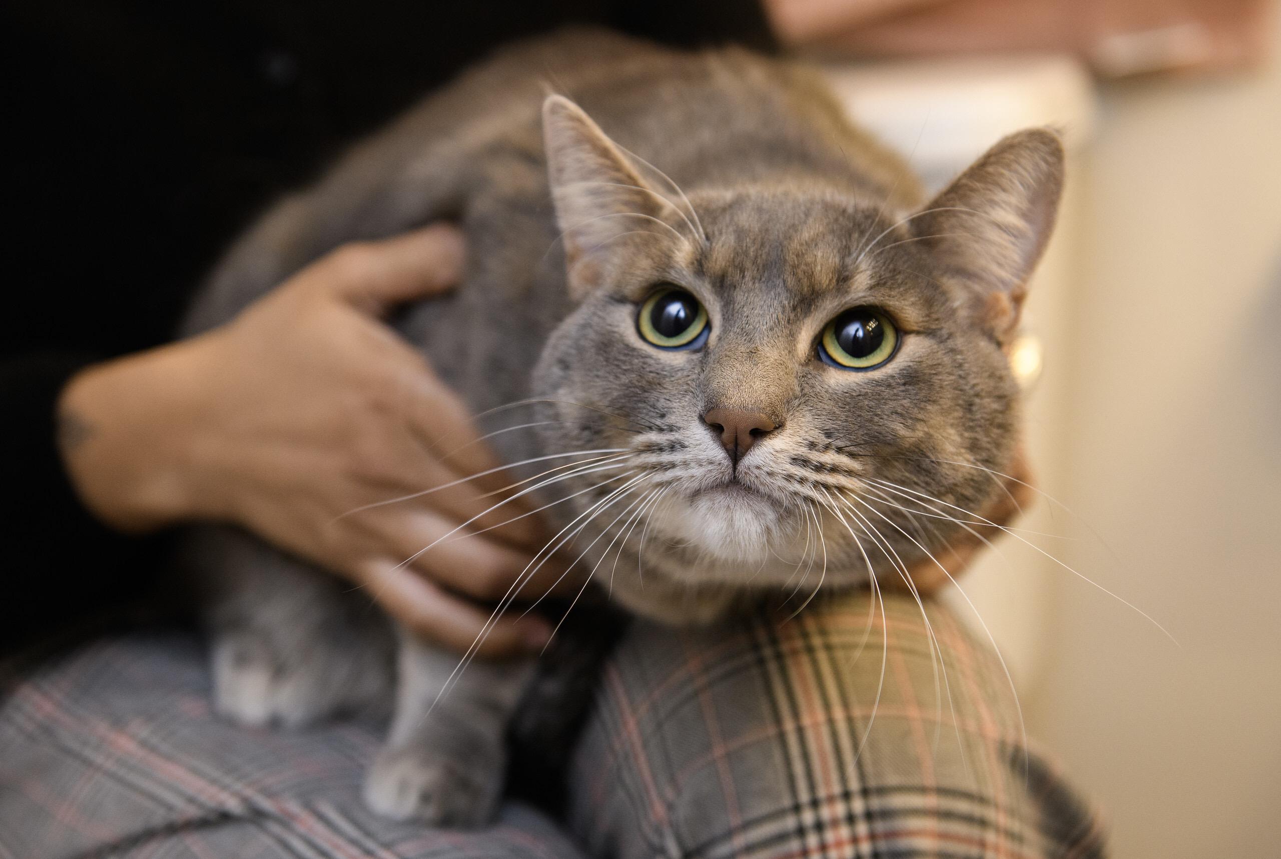 Enlarge Coquette, an adoptable Domestic Short Hair in Seattle, WA image 5/6