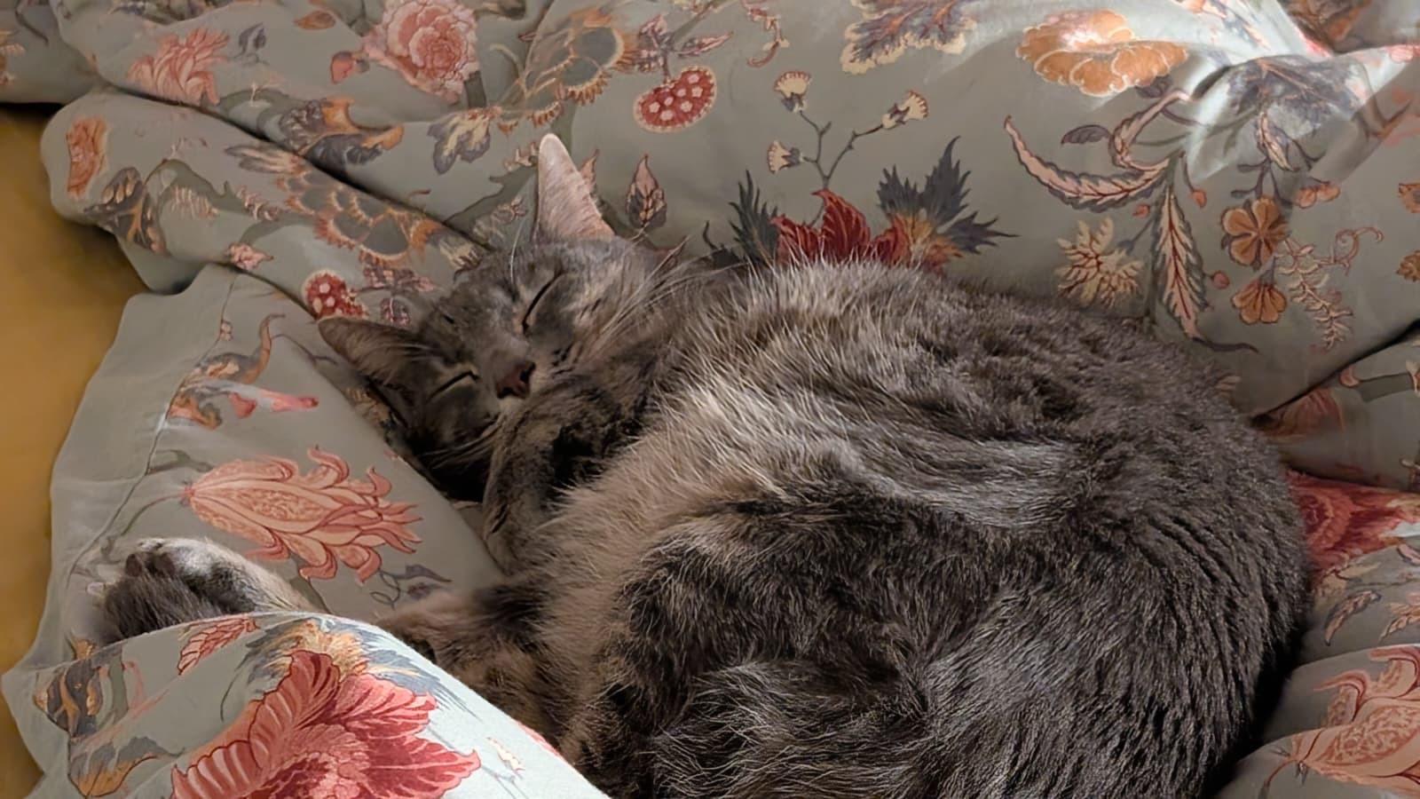 Coquette, a ADOPTABLE Domestic Short Hair in Seattle, WA image 5/6